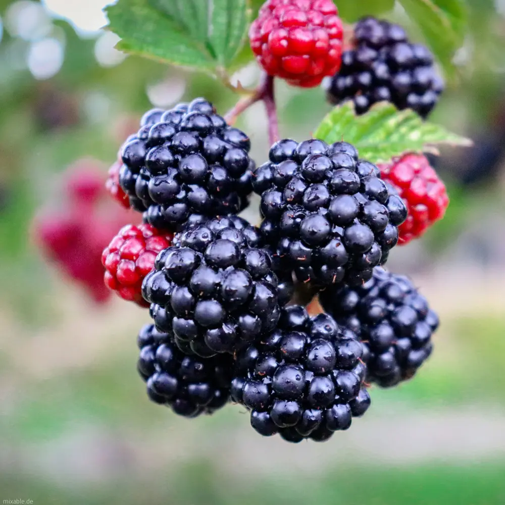 Fresh blackberries